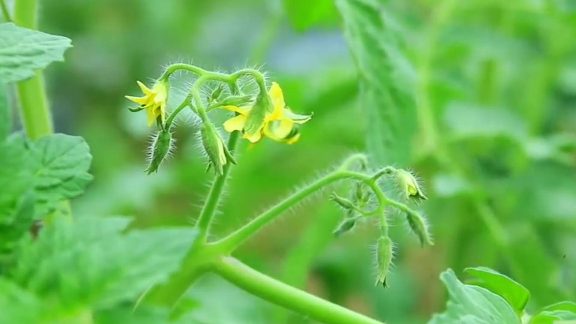 該死的“重茬”怎么辦？來看看咋解決