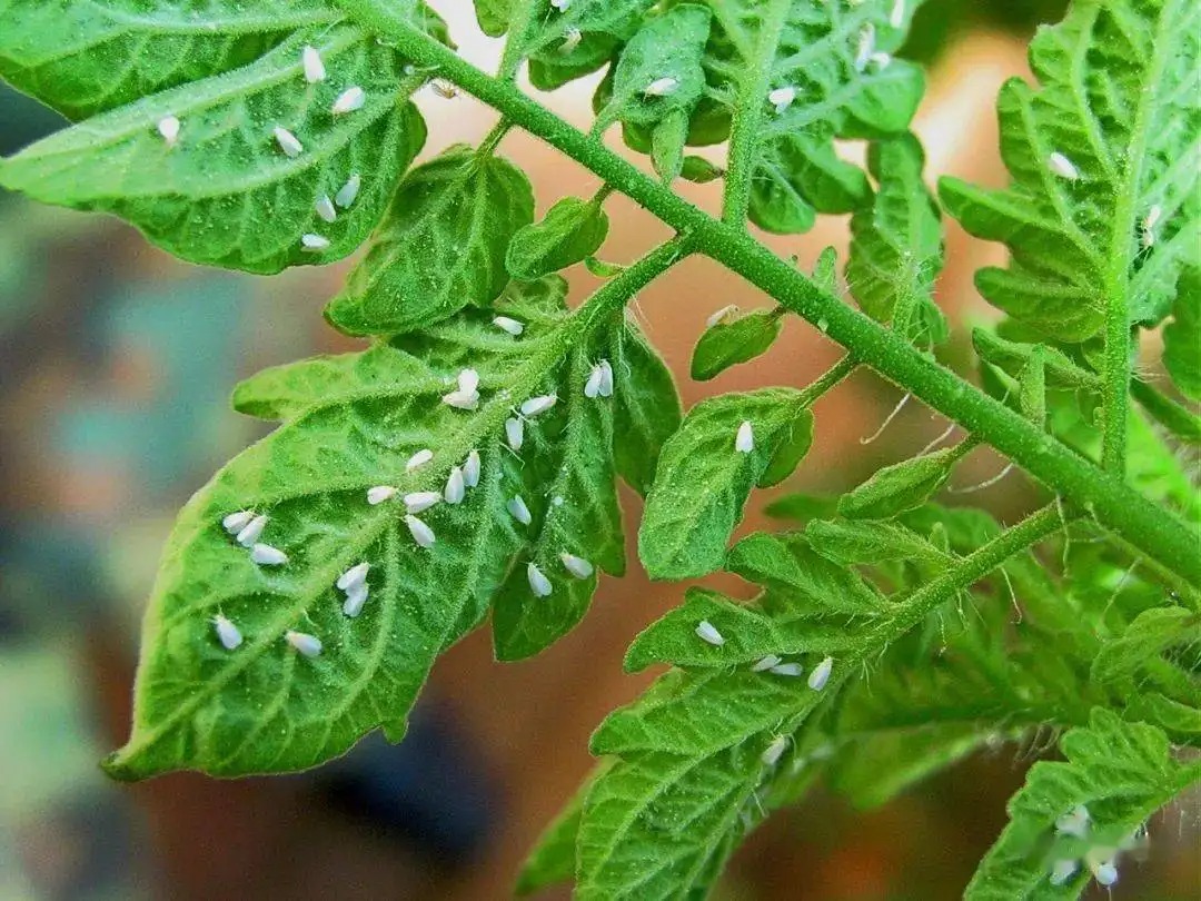 白粉虱打不干凈？教你打！