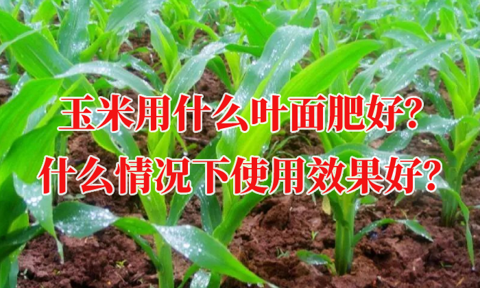 玉米用什么葉面肥好？什么情況下使用效果好？
