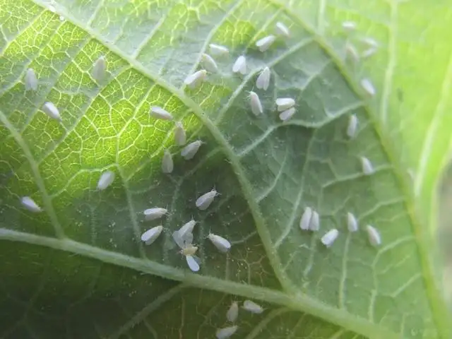 白粉虱，推薦五種防治方法！