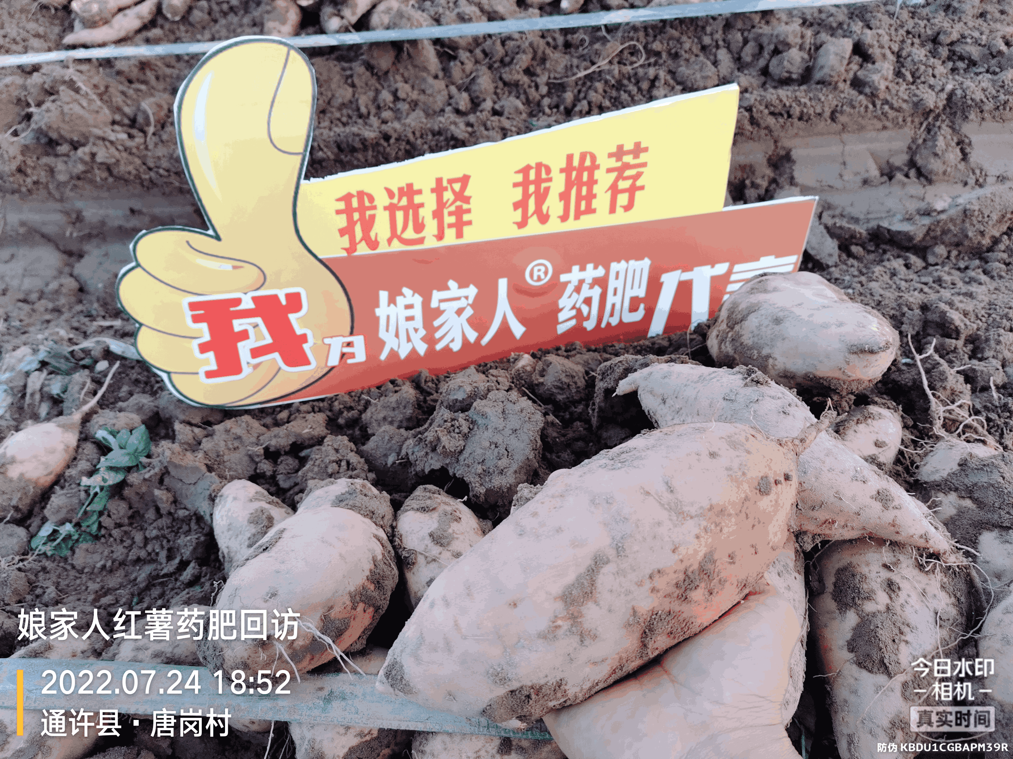 紅薯豐收，用了娘家人，“薯”你最棒！