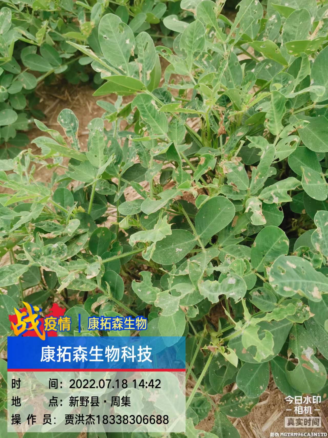 玉米、花生、大豆抗性青蟲該怎么打？