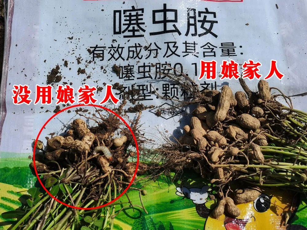 金秋花生回訪，農(nóng)戶的信任，來自于娘家人的肥效